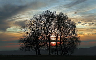 bare trees photo during sunset