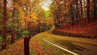 curved asphalt road surrounded with trees HD wallpaper