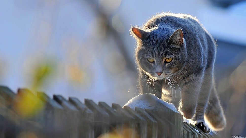 short-coated gray cat, cat, animals, feline, fence HD wallpaper