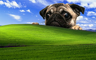 green field wallpaper with fawn pug puppy