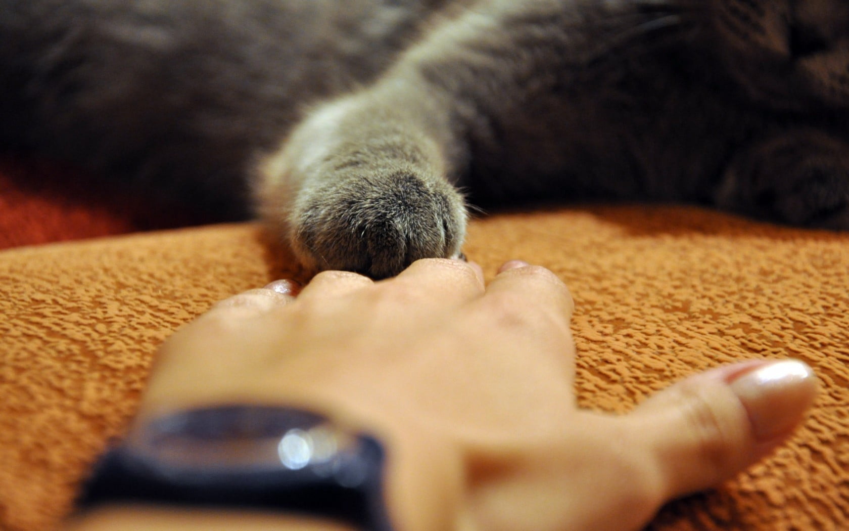 person touching the cat's hand on bed