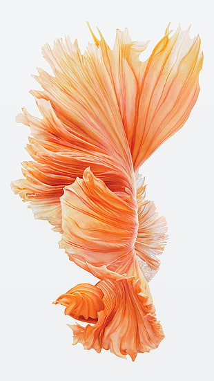 orange and pink flower arrangement, iOS, Ipod, iPad, iPhone HD wallpaper
