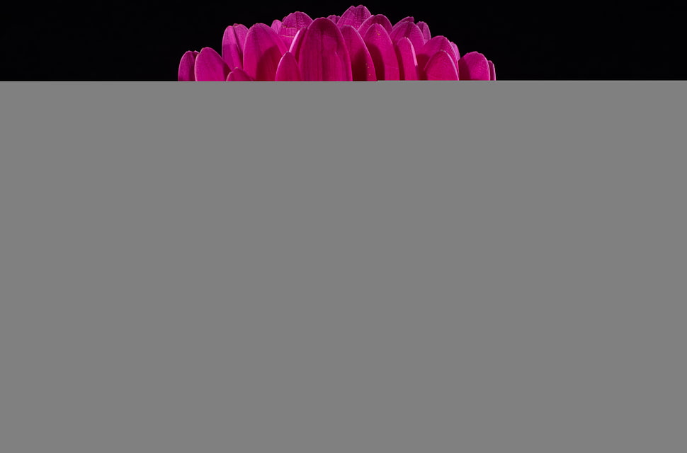 closeup photography of pink gerbera daisy flower HD wallpaper