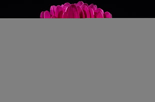 closeup photography of pink gerbera daisy flower HD wallpaper