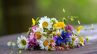 assorted-color petaled flowers, bouquets, flowers, daisies
