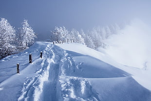 snow trees, winter, seasons, snow, nature HD wallpaper