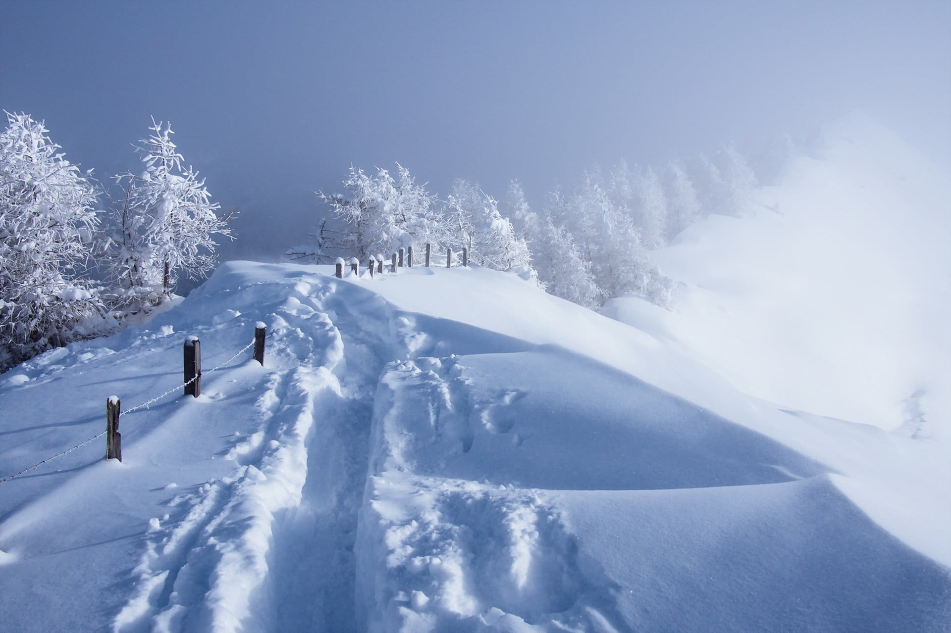 snow trees, winter, seasons, snow, nature