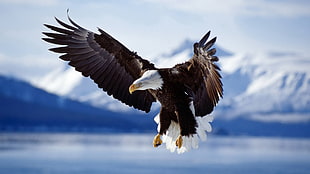 bald eagle flying focus photo