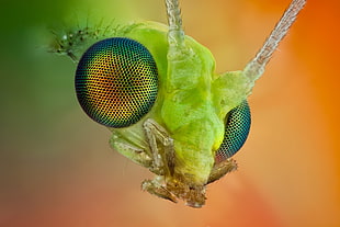 green insect HD wallpaper