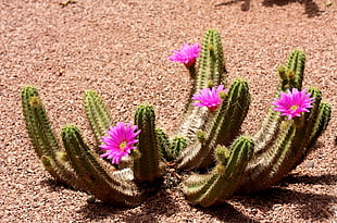 green cactus plant with pink flowers