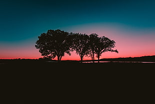 silhouette of trees, Trees, Sunset, Horizon HD wallpaper