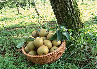 basket of green apple fruit
