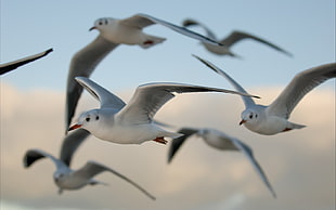 flock of white feathered birds HD wallpaper