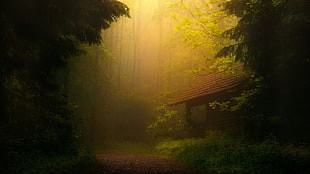 brown wooden shed, mist, house, forest, road