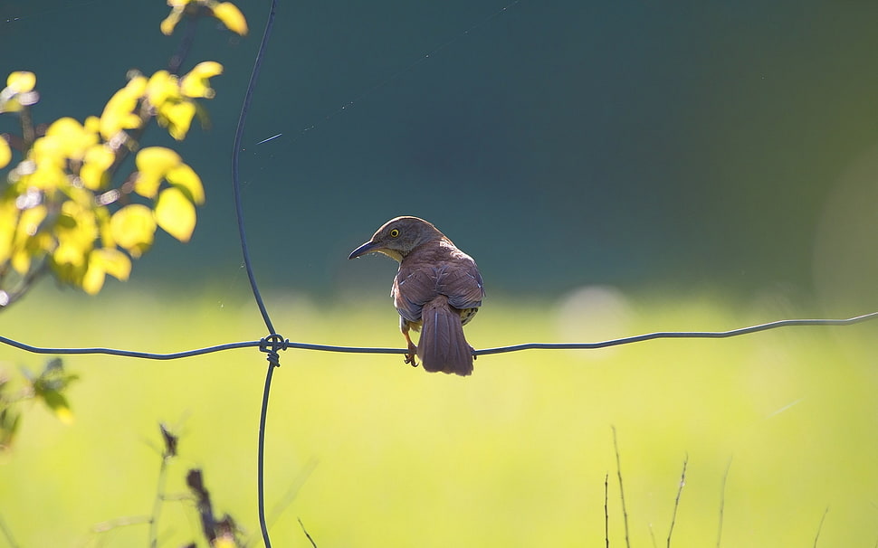 brown hummingbird on gray wire fence HD wallpaper