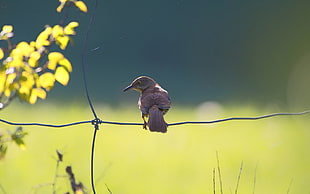 brown hummingbird on gray wire fence