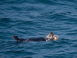 brown otter floating on calm water, sea otter