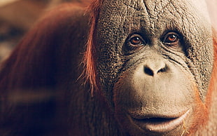 brown and orange orangutan, animals, apes, orangutans