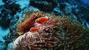 two orange fish and sea anemone, clownfish, sea anemones, animals, coral HD wallpaper