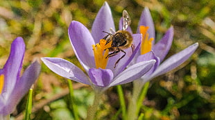 Africanize honey bee perched on purple petaled flower at daytime