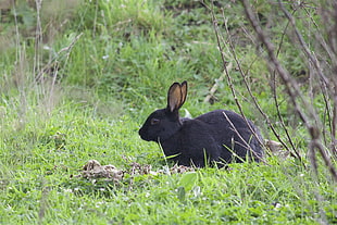 black rabbit on green grass field HD wallpaper