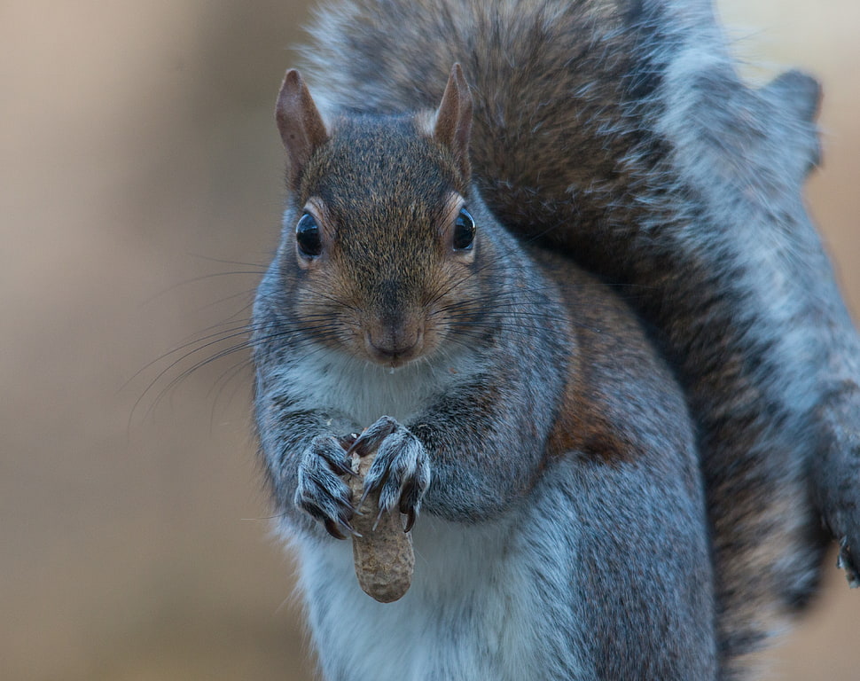 grey squirrel close-up photo HD wallpaper
