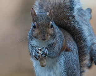 grey squirrel close-up photo