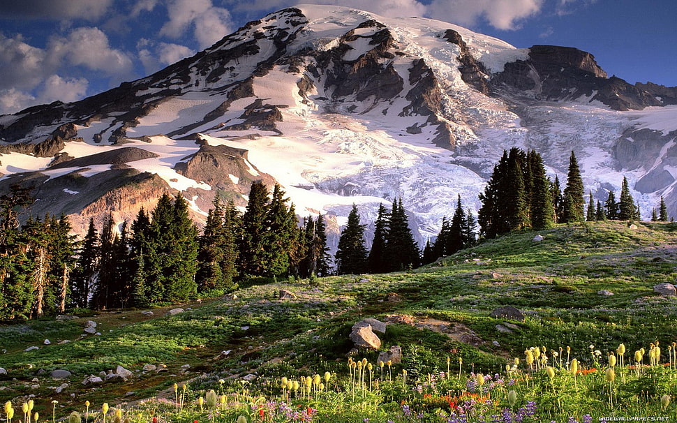 green trees, landscape HD wallpaper