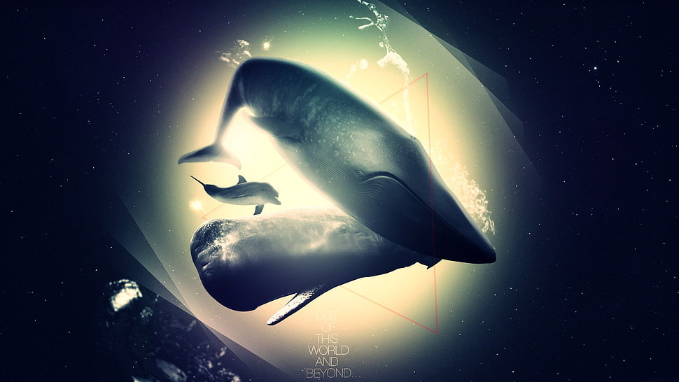 black mammal digital wallpaper HD wallpaper