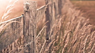brown wooden fence, fence, depth of field, nature