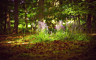 low angle photo of purple and white petaled flowers HD wallpaper