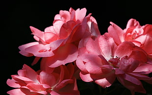 close up photo of pink flowers