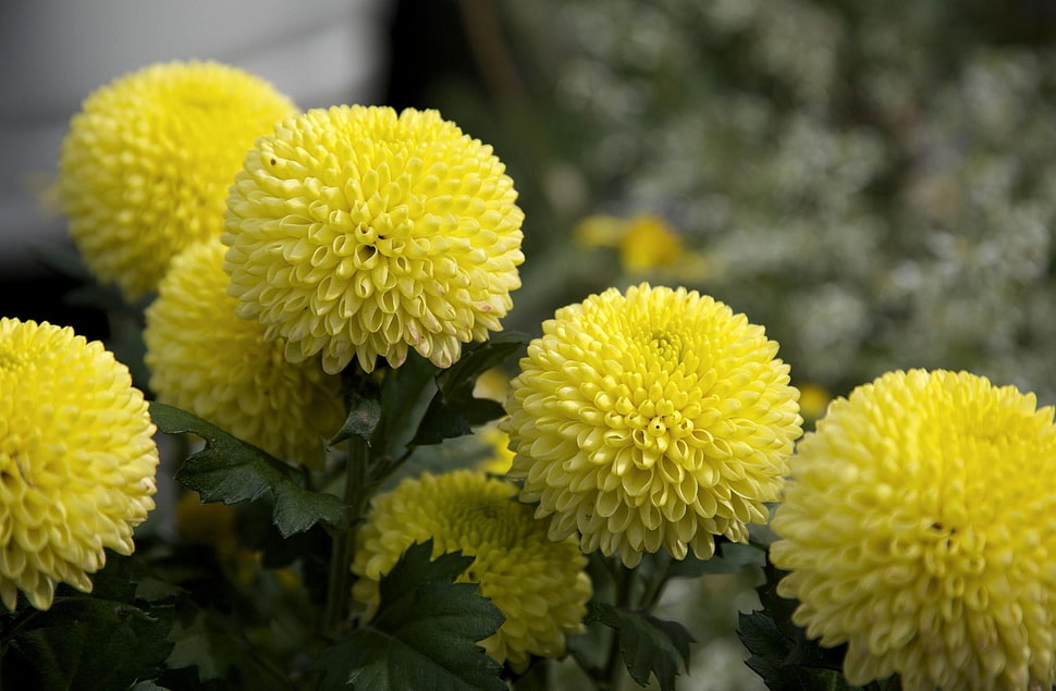 yellow Chrysanthemum flower HD wallpaper