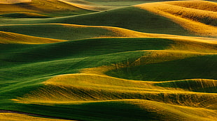green grass terrain during golden hour HD wallpaper