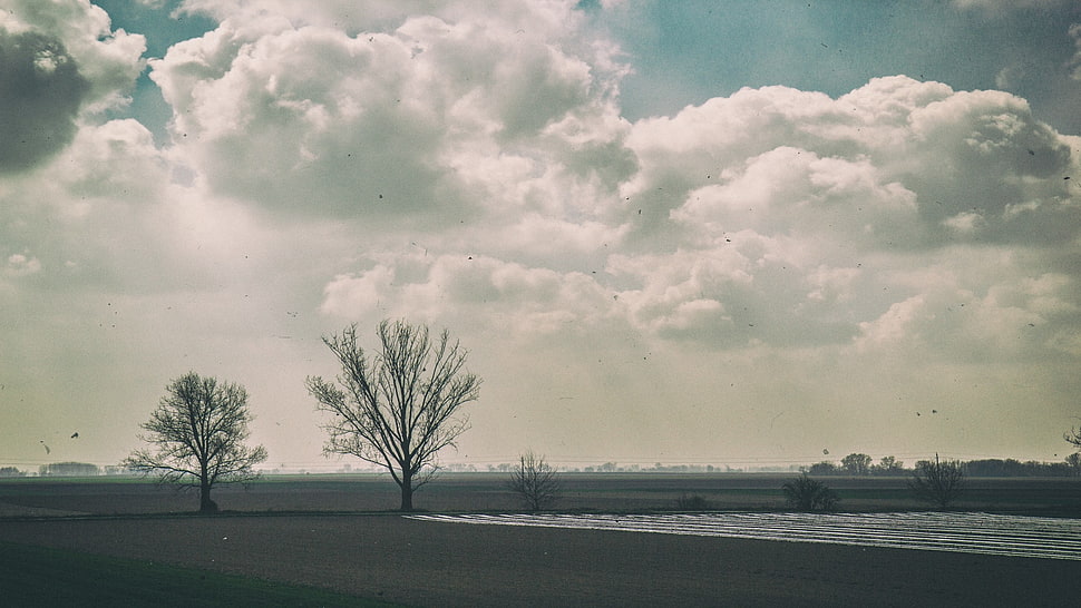 bare trees, landscape, trees, sky HD wallpaper