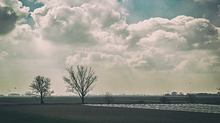 bare trees, landscape, trees, sky
