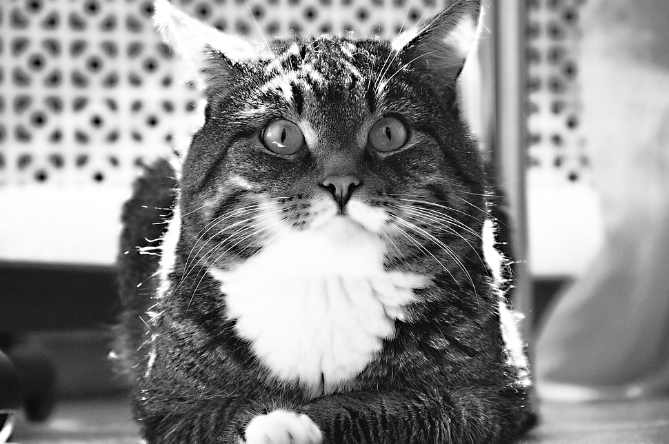 grayscale photo of a cat HD wallpaper