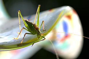 green katydid in closeup photo