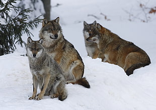 four wolves near green leaf trees