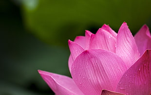 selective focus photography of pink Lotus
