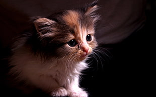 calico kitten