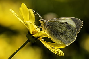 Cabbage Butterfly on yellow flower during daytime, mariposa HD wallpaper