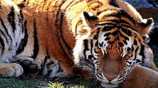 orange tiger, animals, tiger HD wallpaper