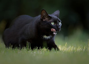 short-furred black cat, cat
