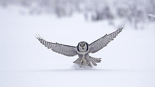 snow owl on snow HD wallpaper