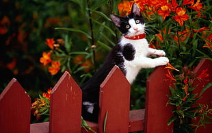 cat holding on to fence beside flowers