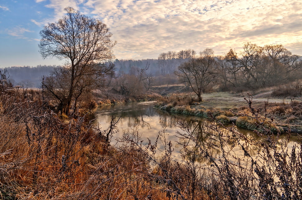 river between leafless tree HD wallpaper