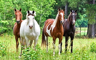 four horse on green grass field near green trees