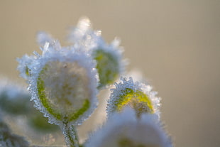flower buds filled with snow close-up photo