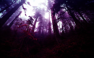 brown and green forest, forest, fantasy art, photo manipulation, purple